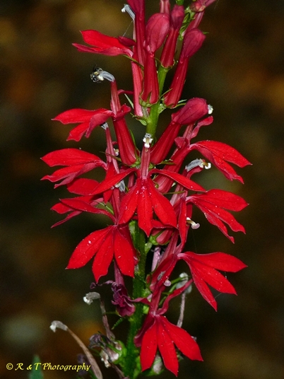 {Lobelia cardinalis<}
